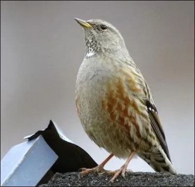 Quel est le nom de cet oiseau ?