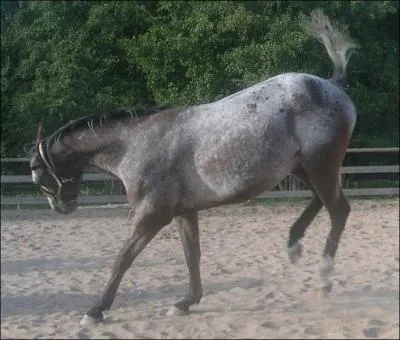 Quelle est la robe de ce cheval ?