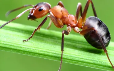 Quiz Animaux