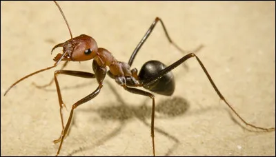 Quel est cet insecte ?