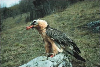 Quel est cet oiseau mangeur d'os ? Regardez bien son bec !