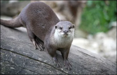 Quel est le surnom de la loutre au Québec ?