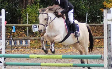 Quiz Equitation