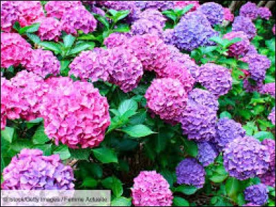 Les hortensias se plaisent généralement au soleil.