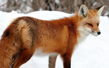 Quiz Animaux