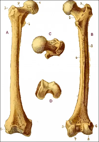 Le fémur est un os du bras :