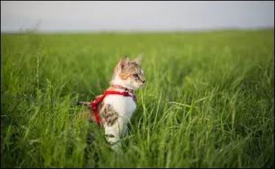 Imagine tout le long de ce test que tu es dans la peau d'un chat.
Aimes-tu te promener loin de chez toi ?