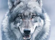 Quiz Connaissez-vous les loups ?