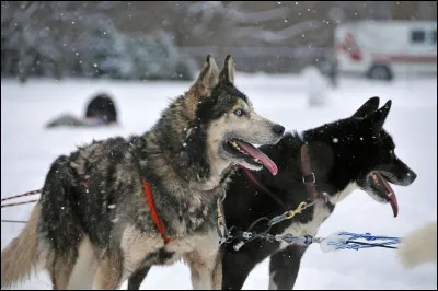 Quel chien ressemble au loup ?