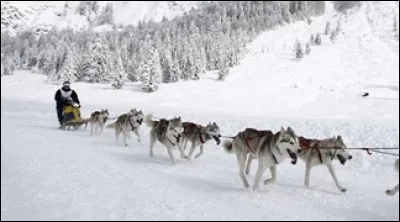 Comment s'appelle le conducteur de traîneau à neige tiré par un attelage de chiens ?