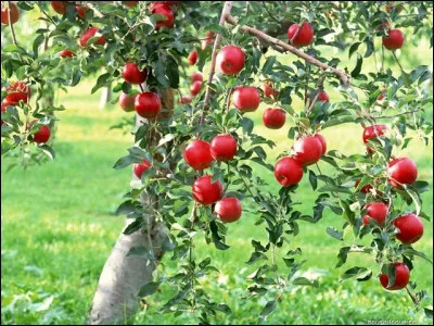 Comment traduit-on le nom de cet arbre, en anglais ?