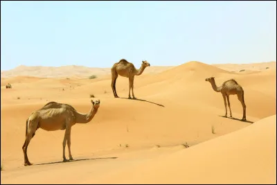 Pourquoi ne faut-il pas prendre une douche la nuit au Maroc ?