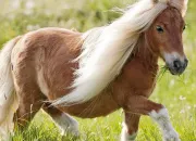 Test Poney test