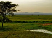 Quiz Le parc national de Gorongosa