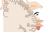 Quiz Le systme sensoriel somatique