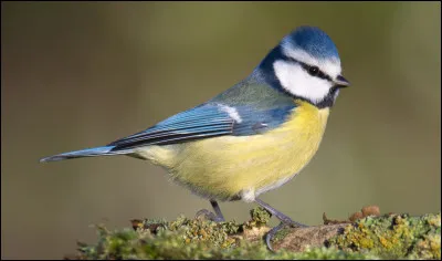 Regardez bien cet oiseau. Quel est son nom ?