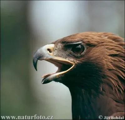 Cet oiseau a-t-il un bec ... .