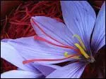 Quand fleurit ce crocus aux diaphanes corolles mauves ?