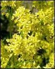 O se cache le bleu dans cette mystrieuse 'isatis tinctoria' ?