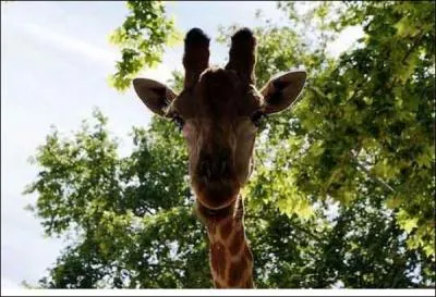 Comment s'appelle la girafe ?