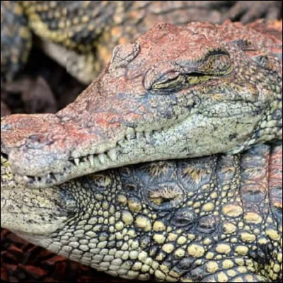 Dans : "La chasse au croco du Nil", qui donne à Picsou le premier indice ?