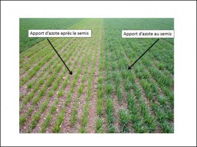 L'azote est un nutriment essentiel pour les plantes parce que :