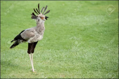 D'après vous, à quel continent appartient cet oiseau ?