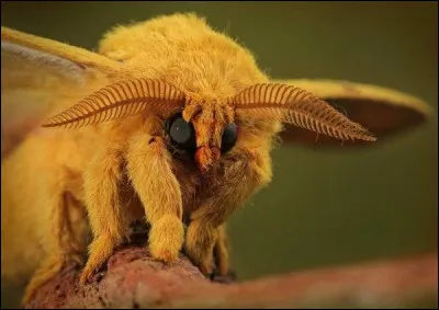 Ce n'est pas une imitation, c'est un véritable insecte !