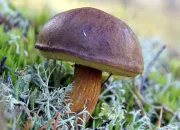 Quiz Jeu des 7 familles : les champignons