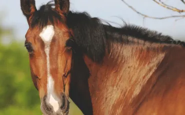 Quiz Animaux