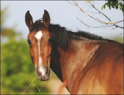 De quelle famille font partie les chevaux ?