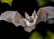 Quiz La chauve-souris