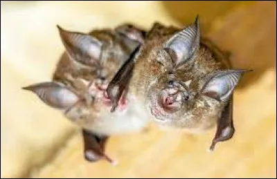 Combien existe-t-il de types de chauves-souris ?