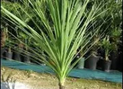 Quiz Plante (9) - La cordyline