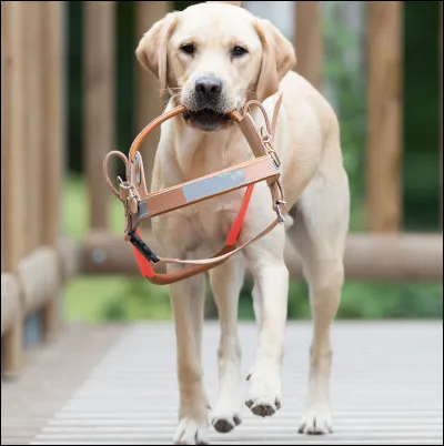 Est-ce que les chiens vivent en meute ?