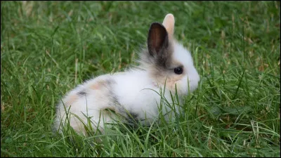 Quel est l'animal de compagnie de Sophie chez les elfes ?