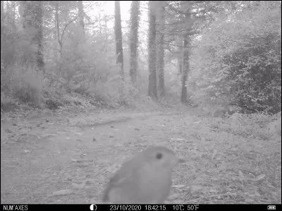 Tarn, octobre 2020. Identifiez cet oiseau !