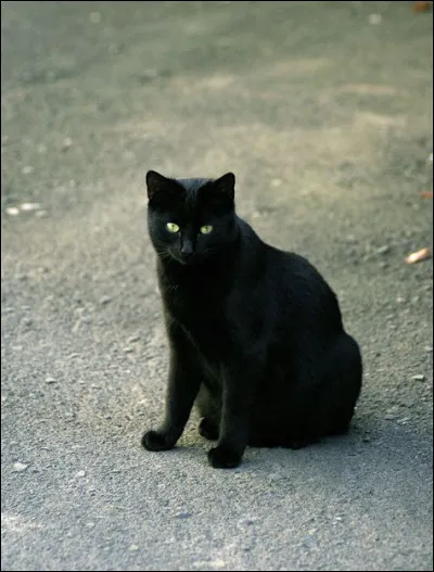 Tu vois un petit chat sur la route...