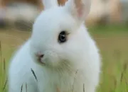 Quiz Connais-tu bien le lapin ?