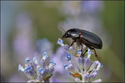 Coléoptère qui se nourrit de grains de céréales :