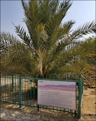 L'hamamélis de Virginie, une plante parfumée à floraison hivernale, c'est...