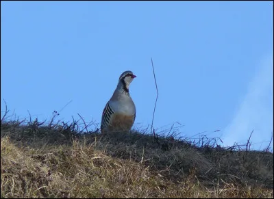 Ce petit gallinacé niche dans les montagnes du Sud de l'Europe Centrale. Il s'agit...