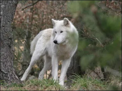 Déjà voyons voir si vous savez comment différencier un chien et un loup :