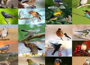 Quiz Les oiseaux du monde (12) - le haut Arctique