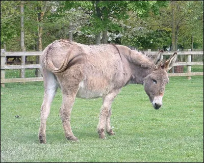 Qui ne se sert pas de cet animal ?