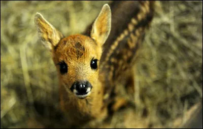 Tu trouves un animal blessé à une patte. Que fais-tu ?