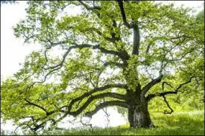 Quel est le nom de cet arbre ?