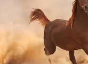 Test Es-tu un dingue des chevaux ?