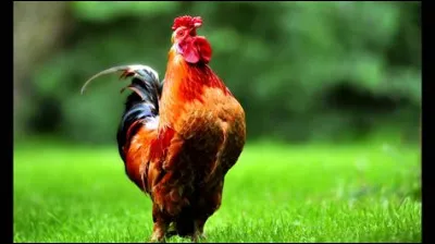 Une question facile pour commencer : le coq est l'animal national...