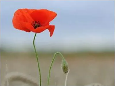 Quelle est cette plante herbacée annuelle qui se distingue par sa couleur rouge ?